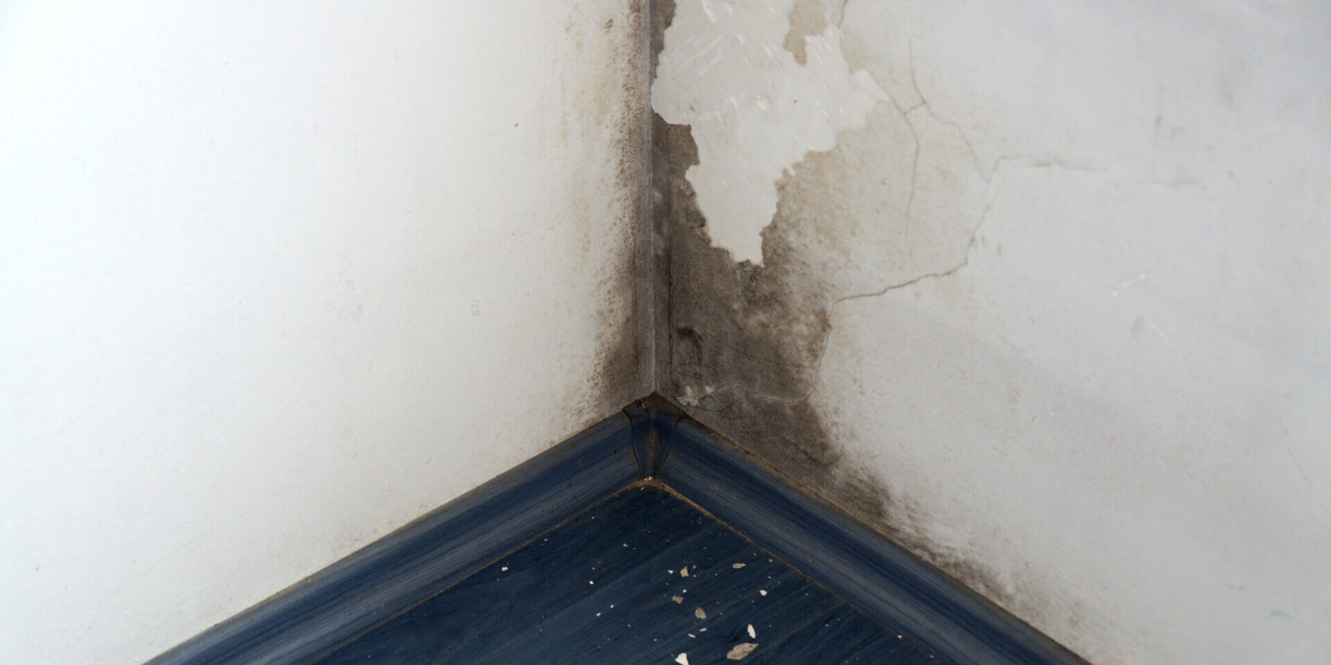 Black Mold On The Wall In The Corner
