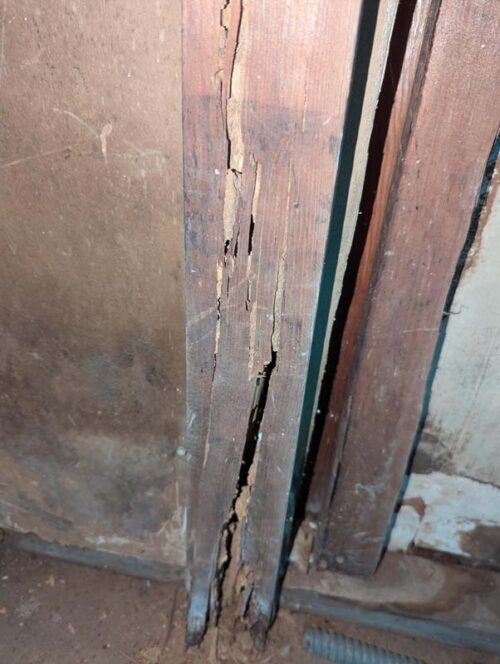 Bsmnt Termites